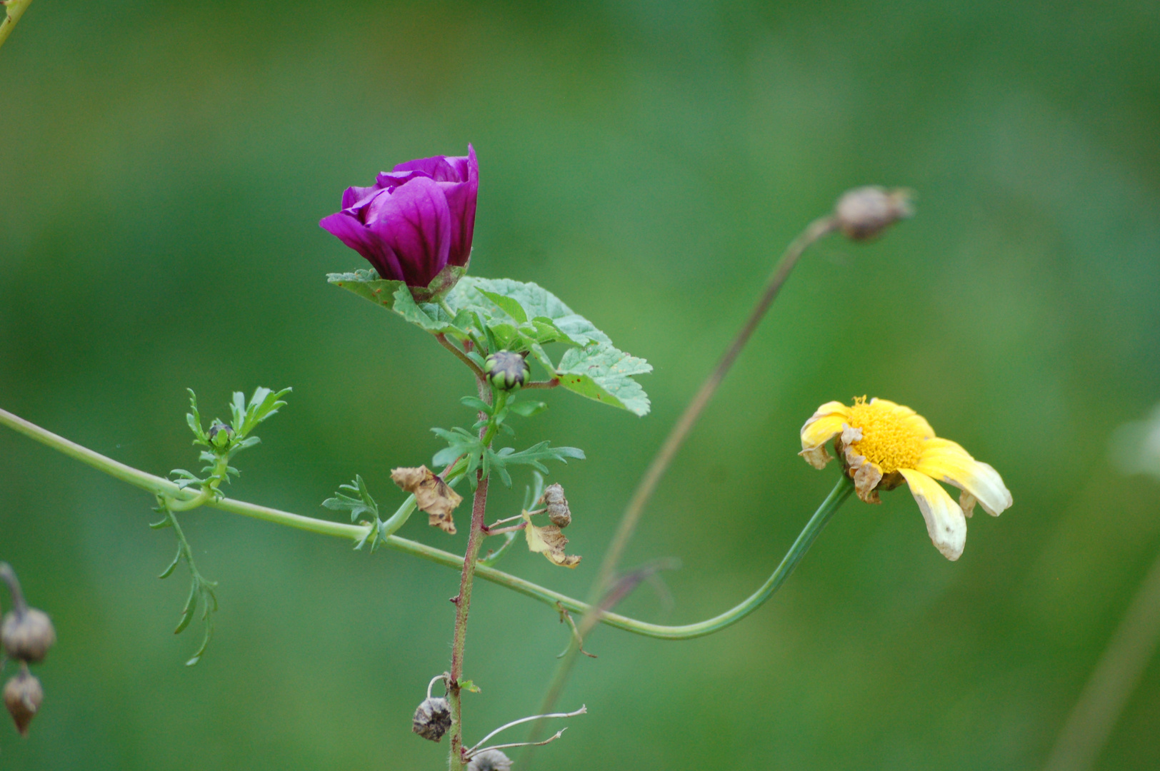 Herbstblumen 8