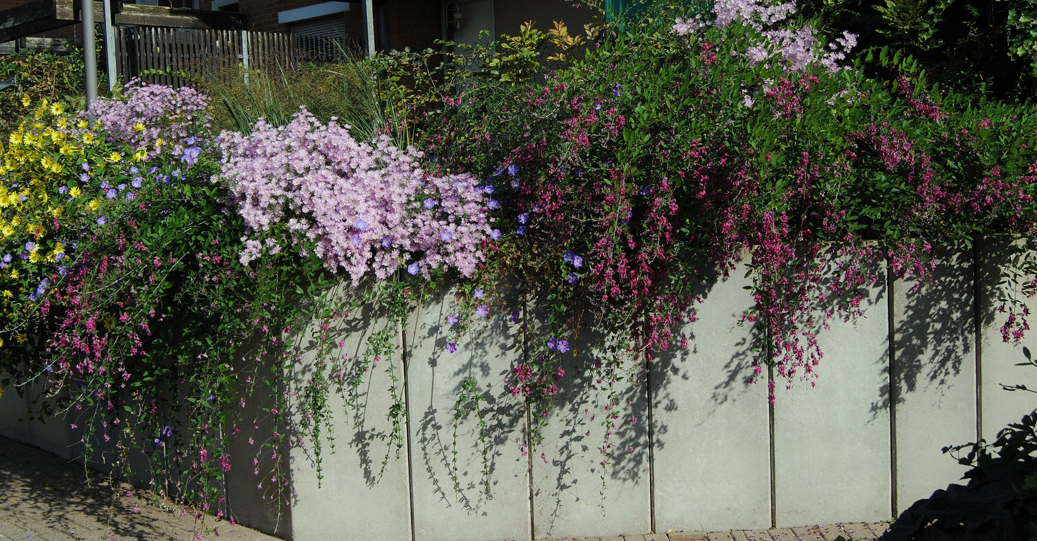 Herbstblumen