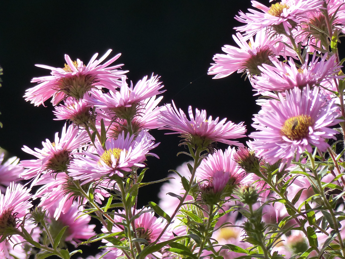 Herbstblumen Foto & Bild natur, pflanzen, blüten Bilder auf