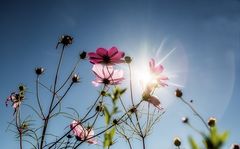 Herbstblumen