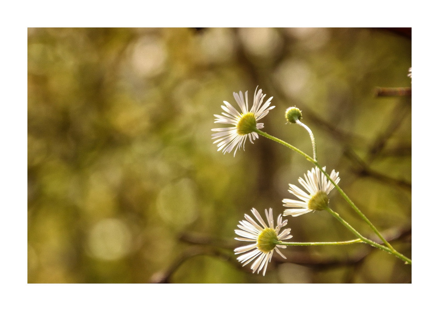 Herbstblumen