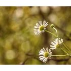 Herbstblumen