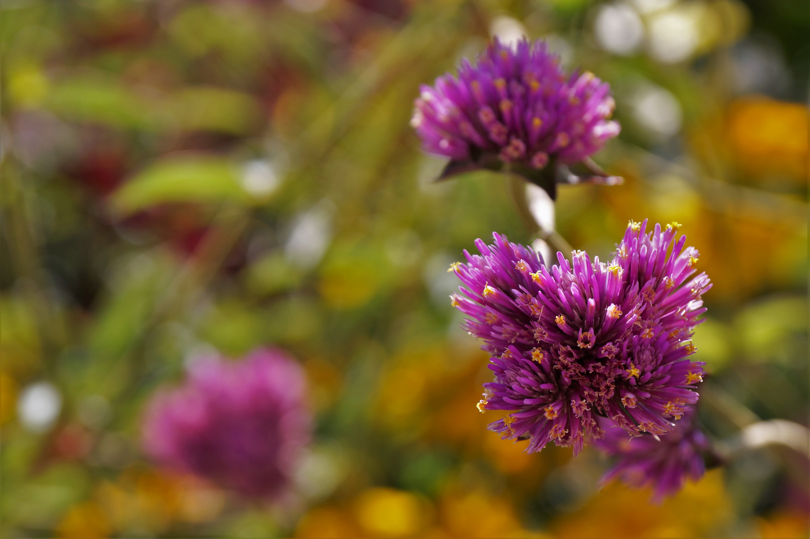 Herbstblumen Foto & Bild | pflanzen, pilze & flechten, blüten