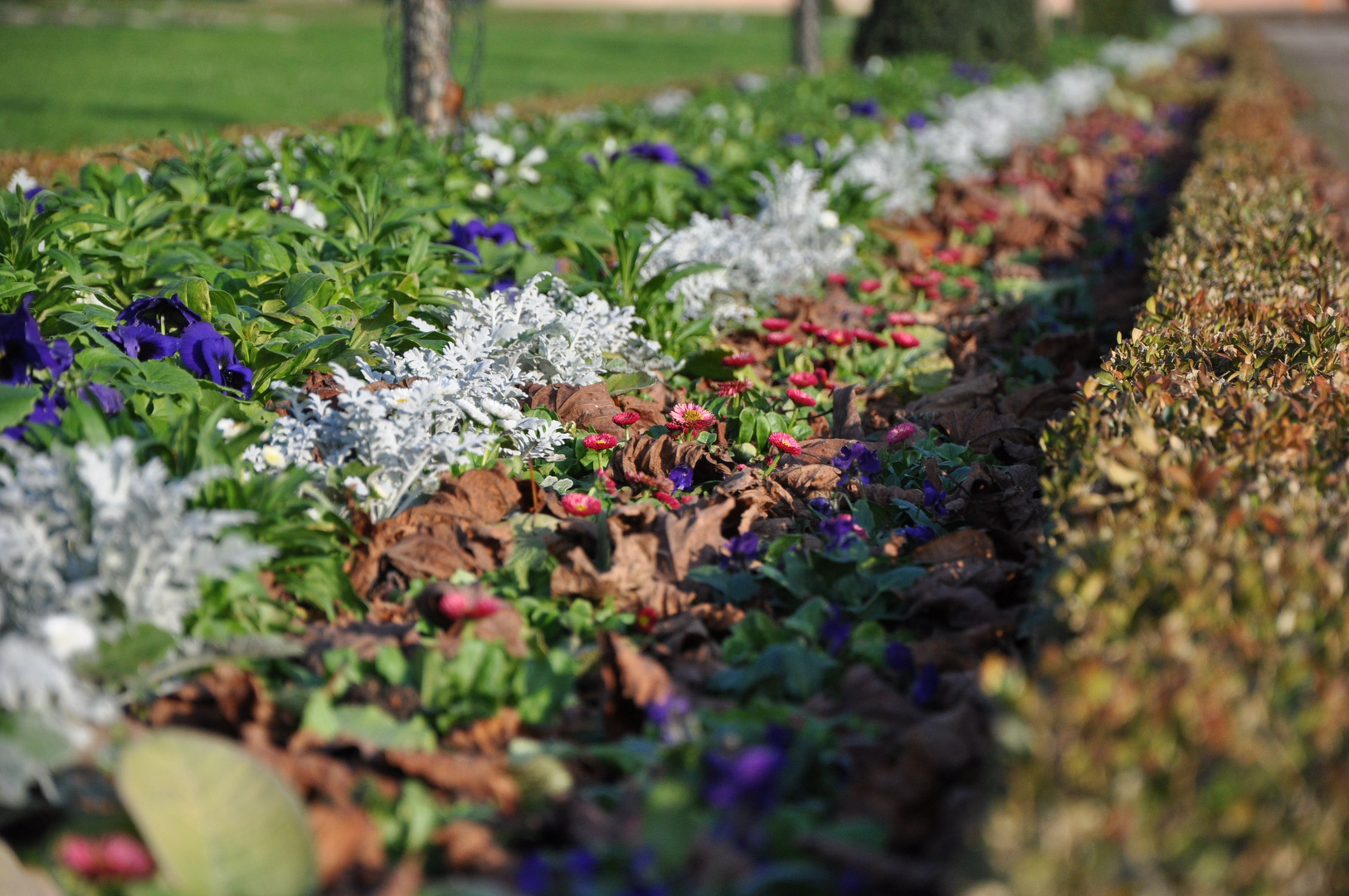 Herbstblumen