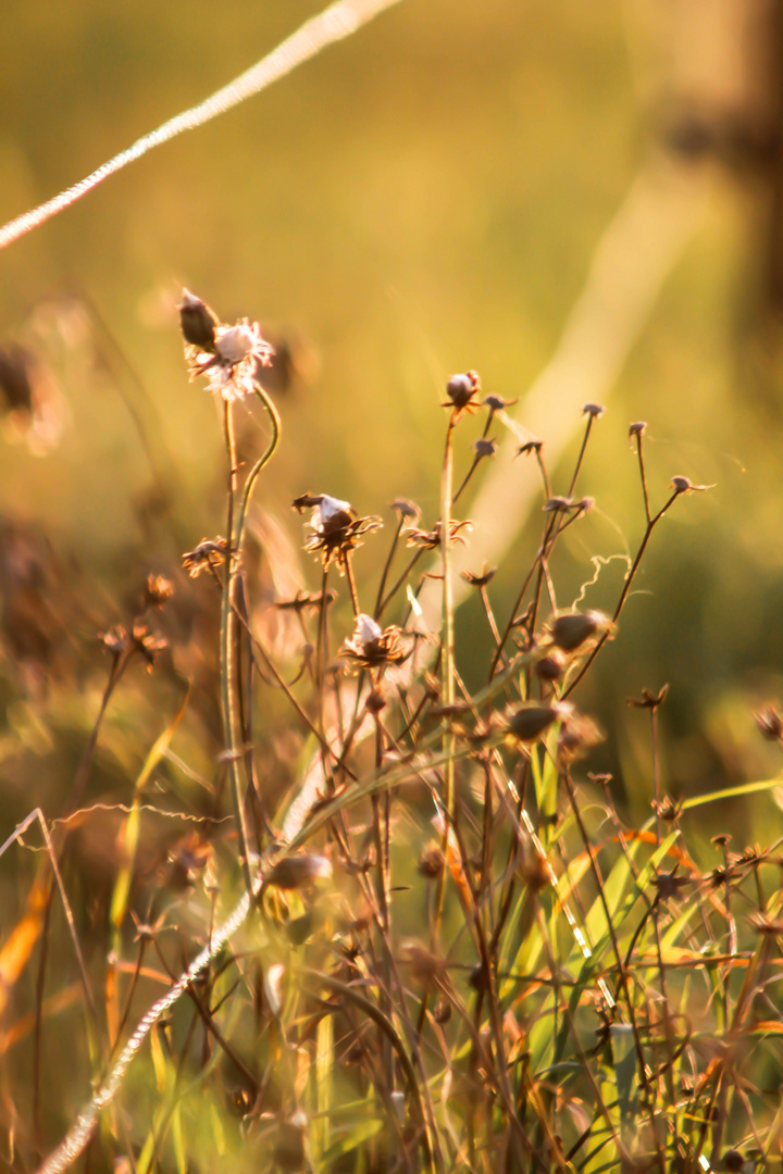 Herbstblumen.