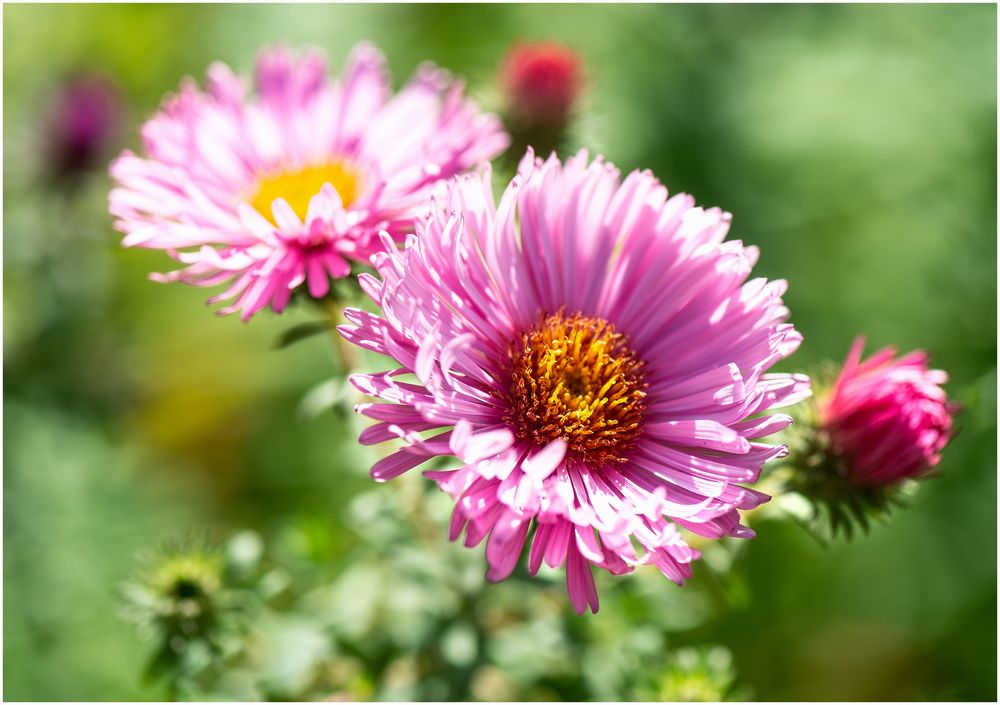 Herbstblumen Foto & Bild park, natur, herbst Bilder auf