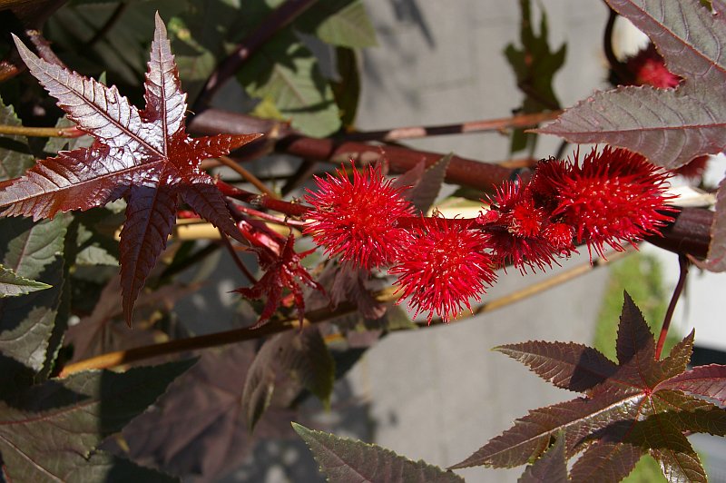 Herbstblumen