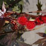 Herbstblumen