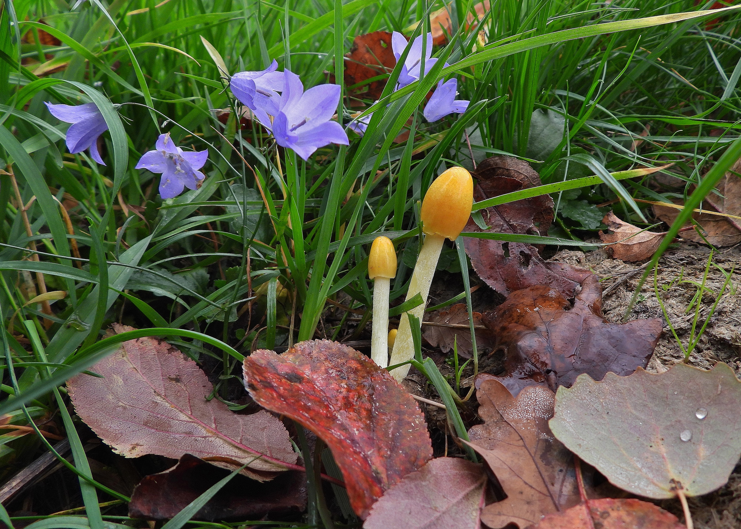 Herbstblumen 