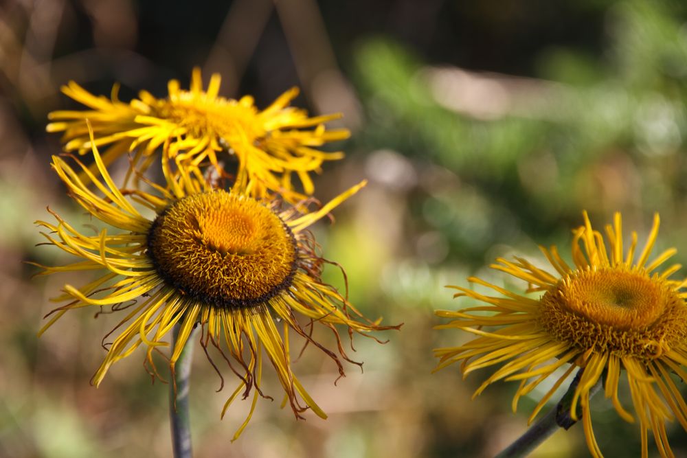 Herbstblumen