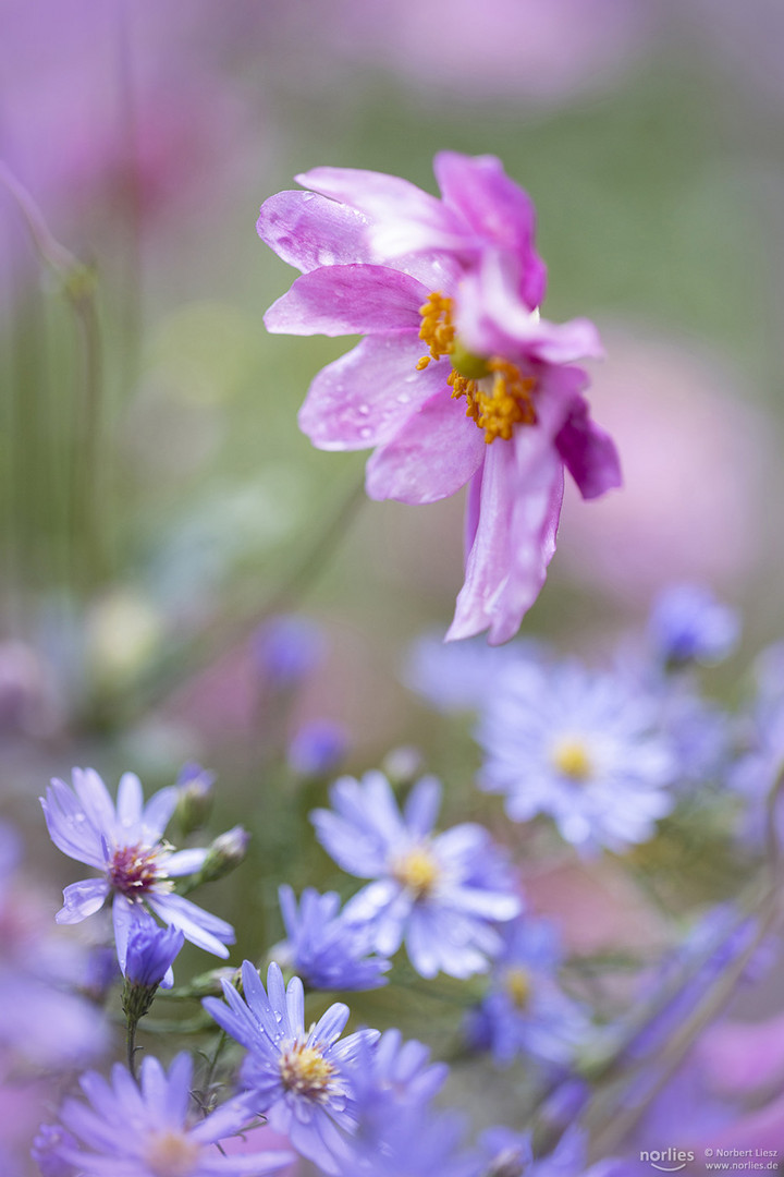 Herbstblumen