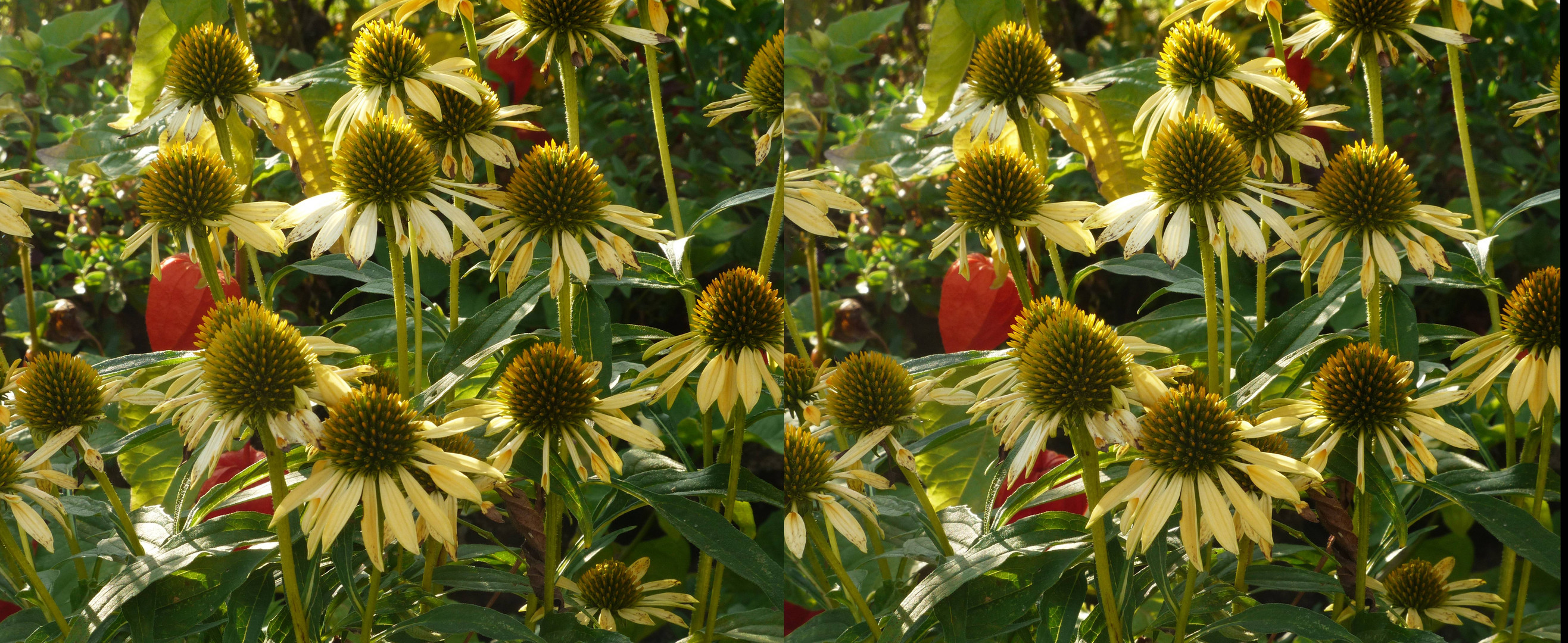 Herbstblumen Foto & Bild spezial, sonne, grün Bilder auf