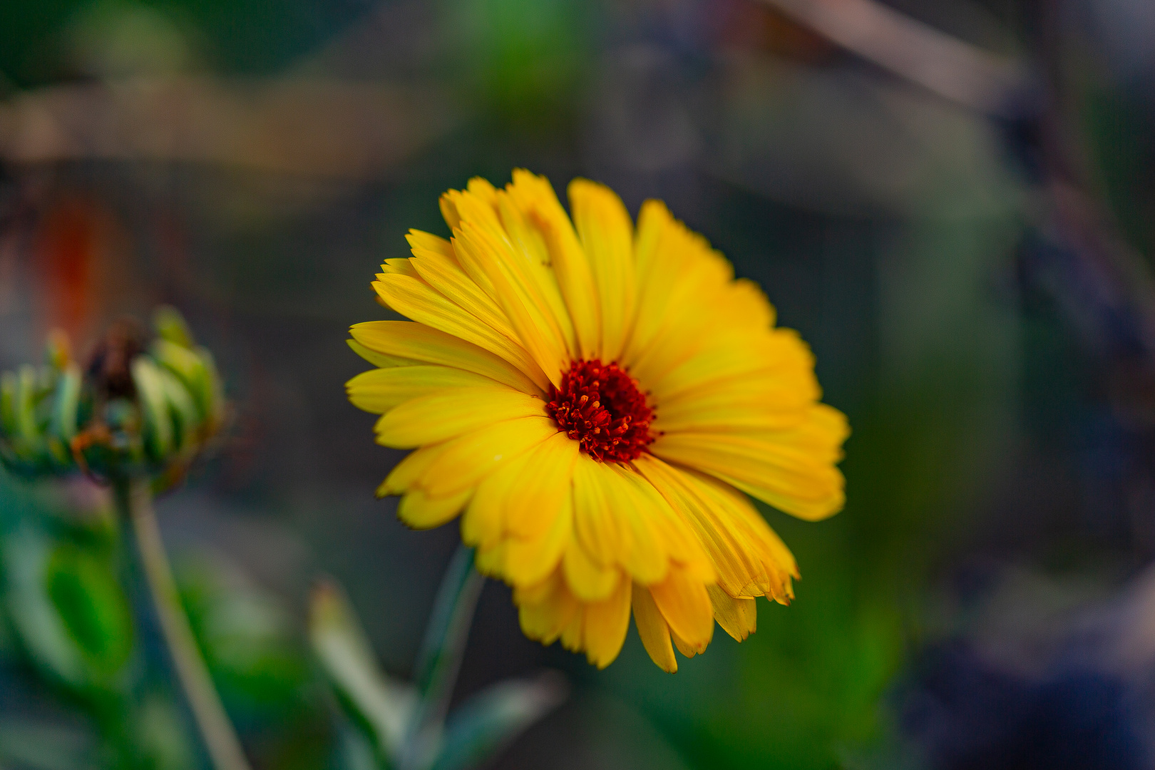 Herbstblumen