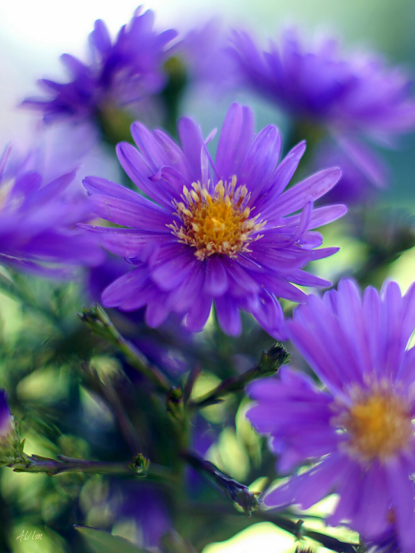 "Herbstblumen " 