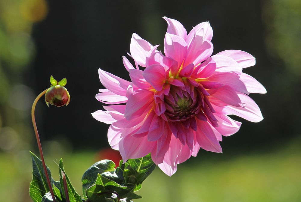 Herbstblumen Foto & Bild blumen flora pflanzen garten farben, natur