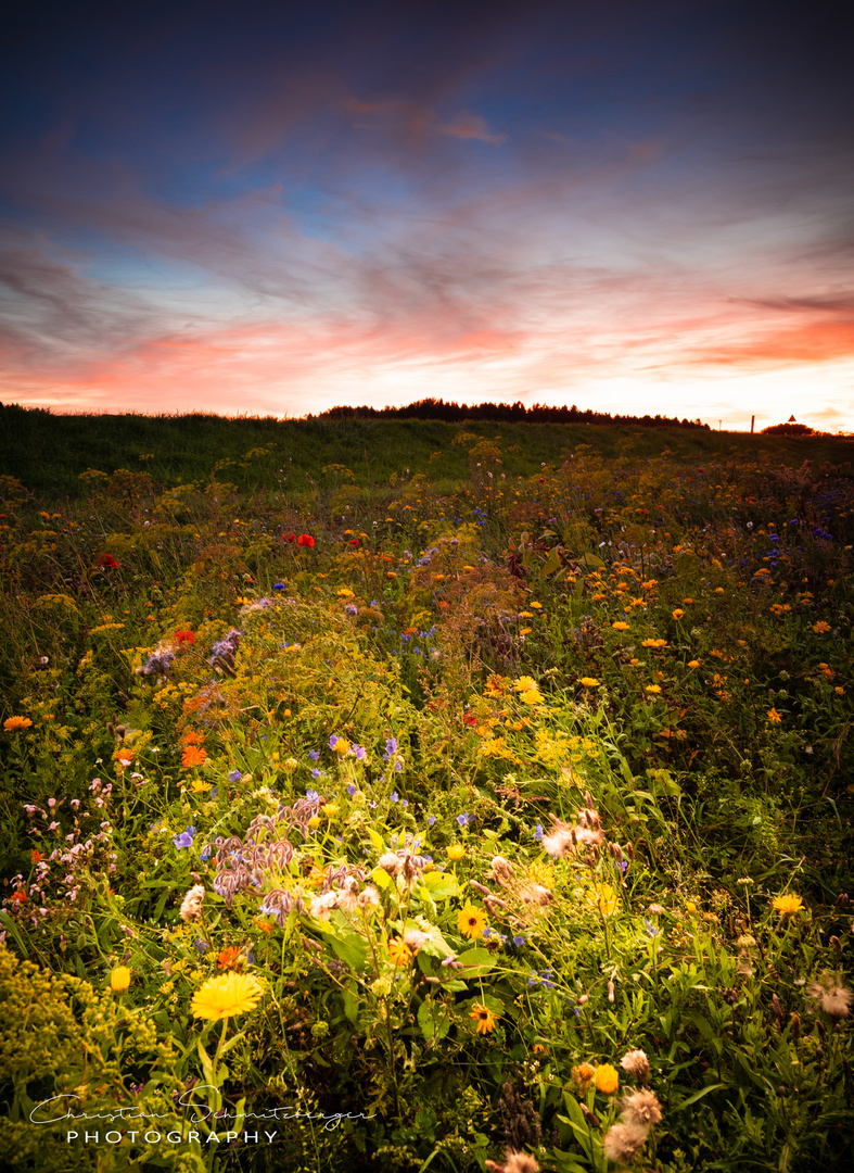 Herbstblumen am Abend