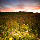 Herbstblumen am Abend