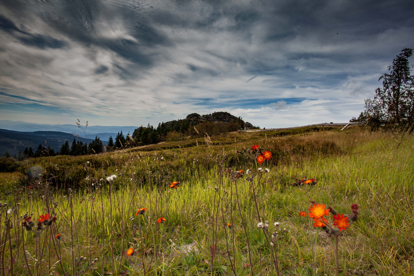 Herbstblumen am Großen Arber