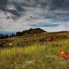 Herbstblumen am Großen Arber