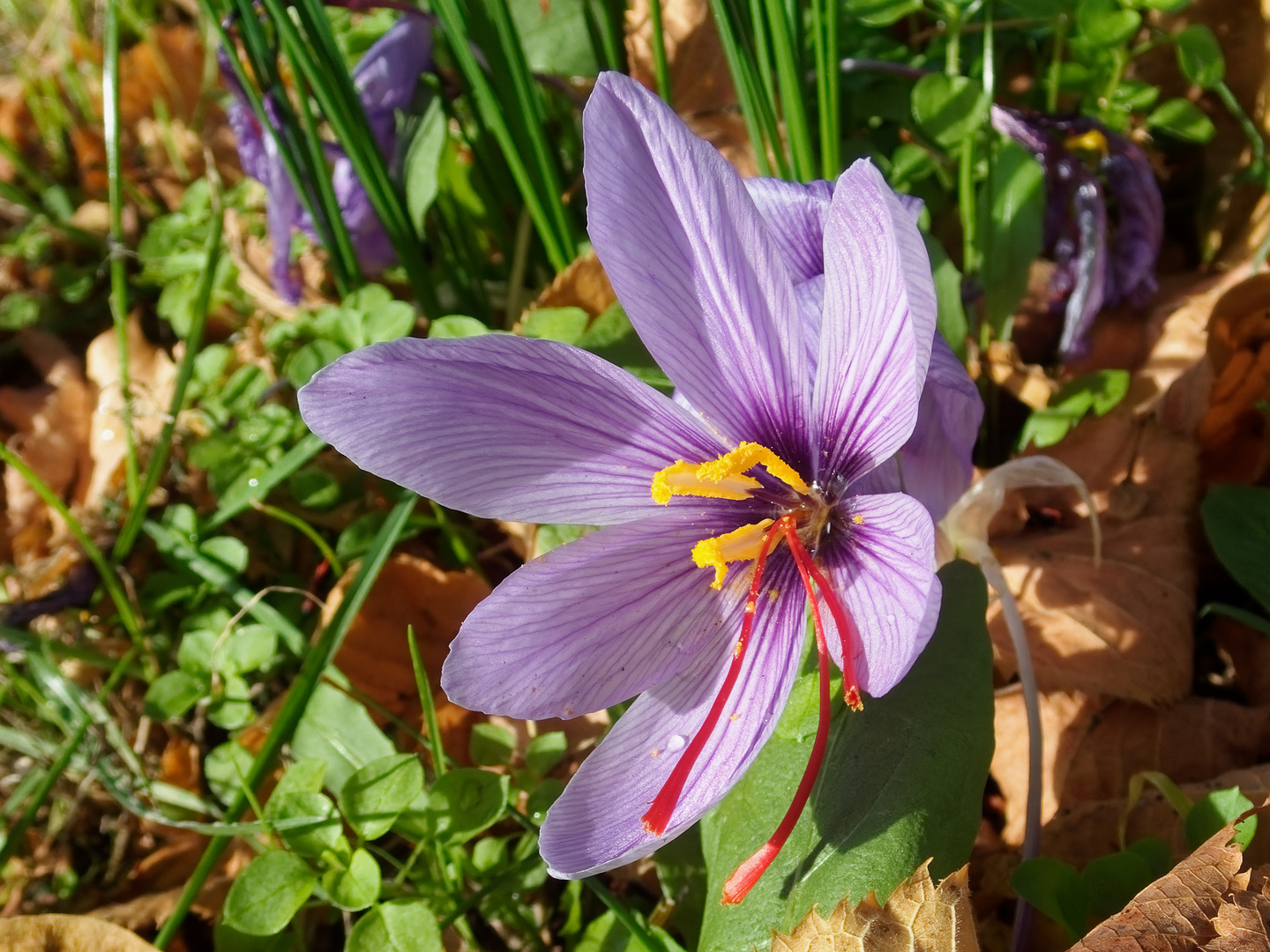 Herbstblumen am Straßenrand 