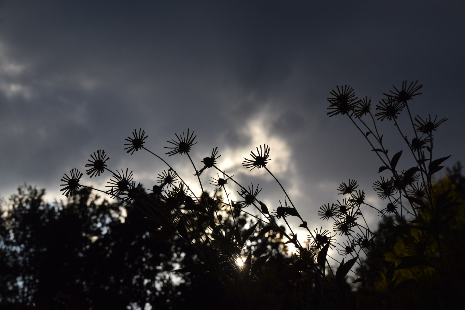 Herbstblumen