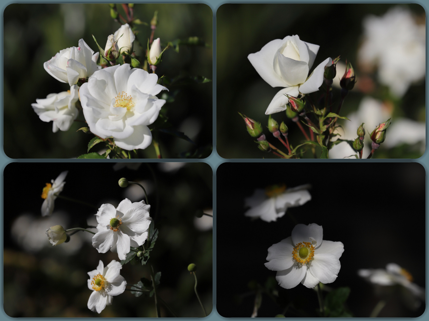 Herbstblumen