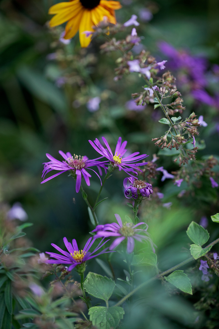 Herbstblumen