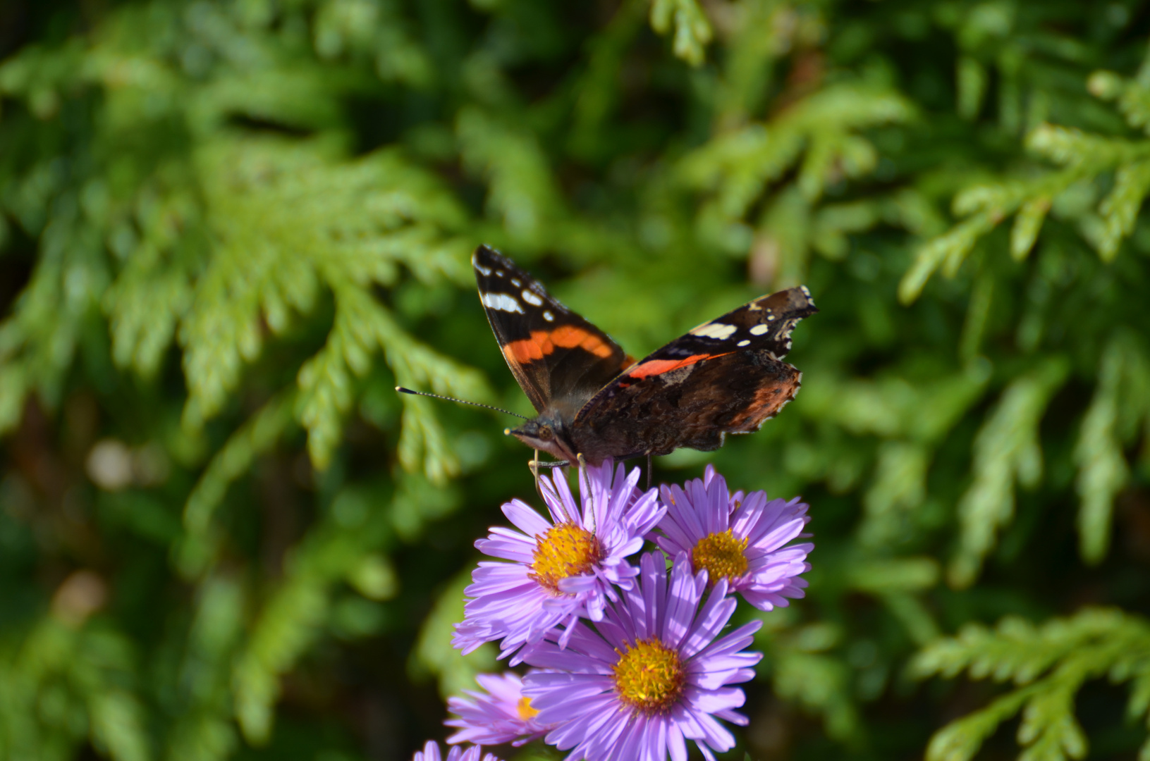 "Herbstblumen-Besucher" 2