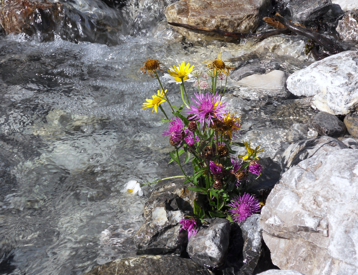 Herbstblumen..