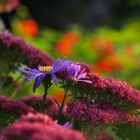 Herbstblumen