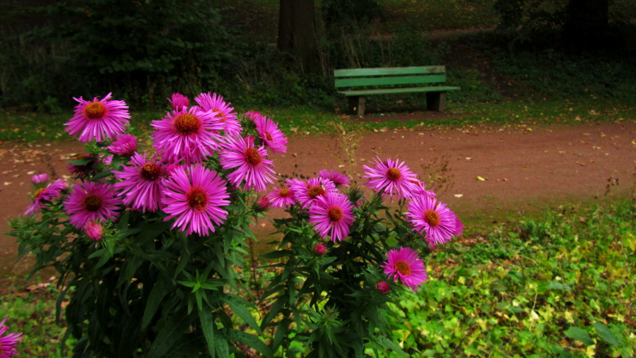 Herbstblumen...