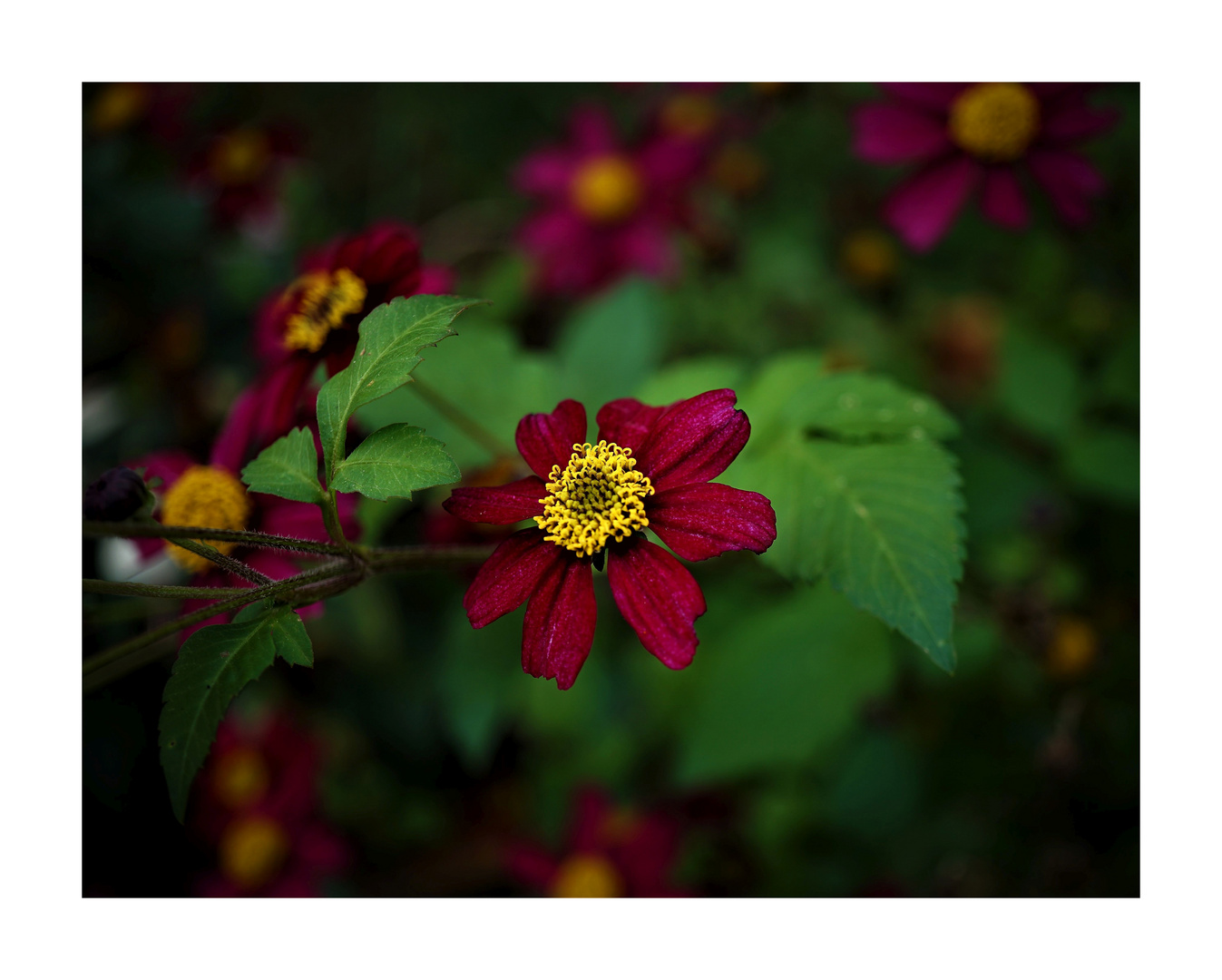 Herbstblumen