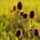 Herbstblumen