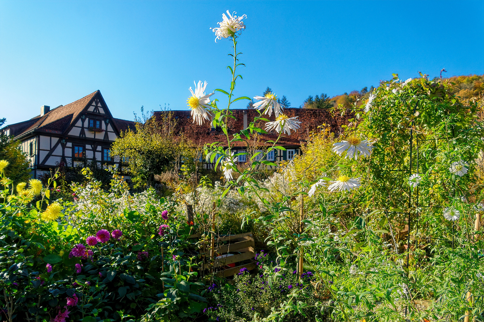 Herbstblumen