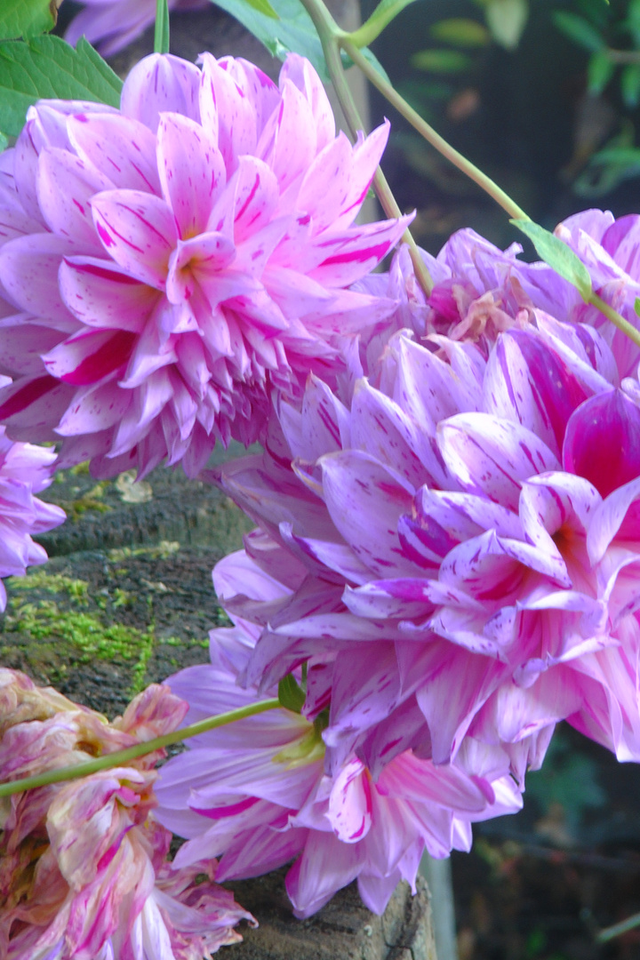 Herbstblumen für Euch