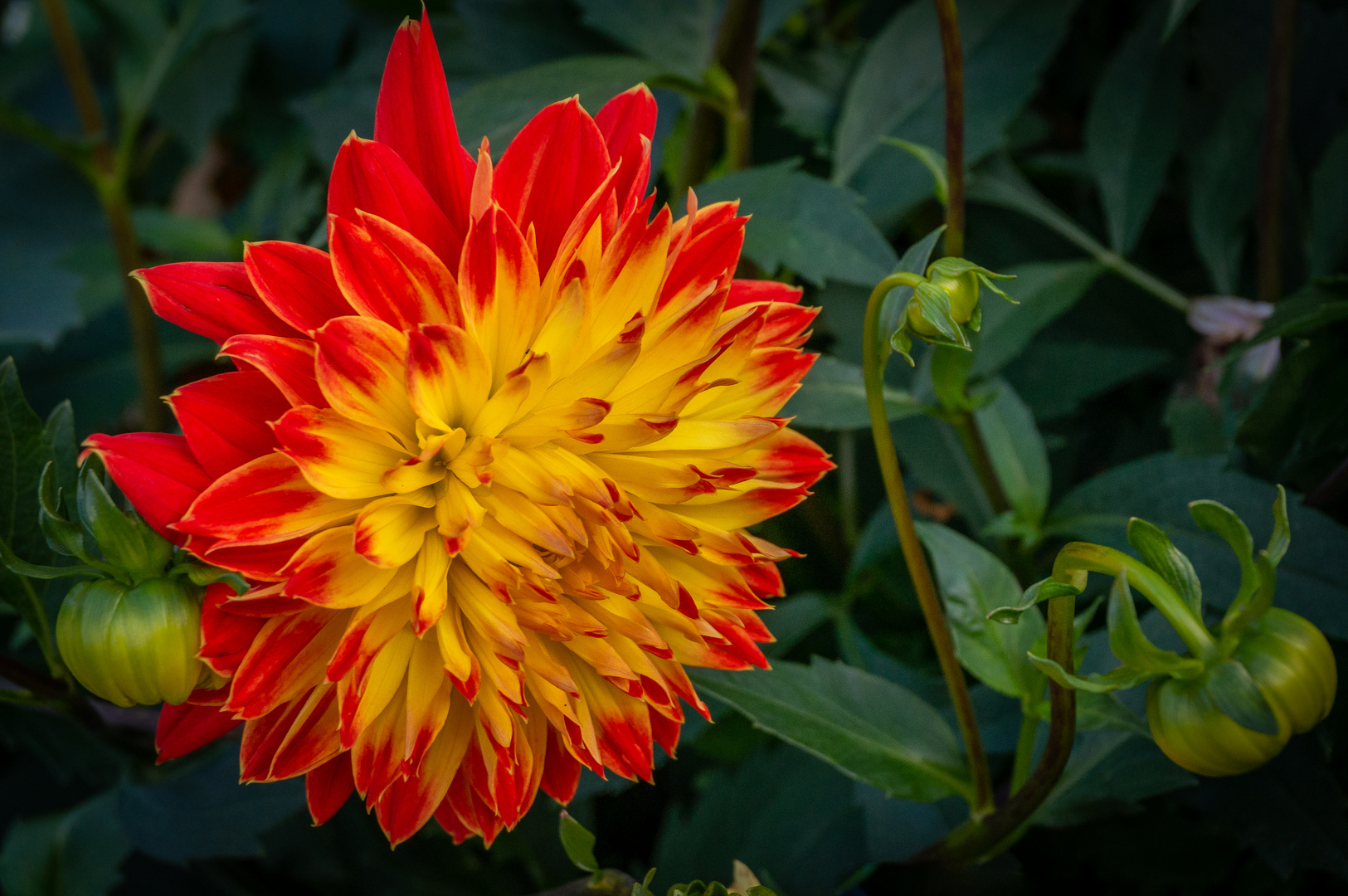 Herbstblumen II Foto & Bild pflanzen, pilze & flechten, blüten