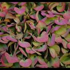 Herbstblumen im Garten