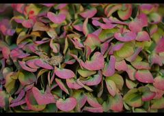 Herbstblumen im Garten