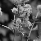 Herbstblumen, Weinheim (Baden-Württemberg)