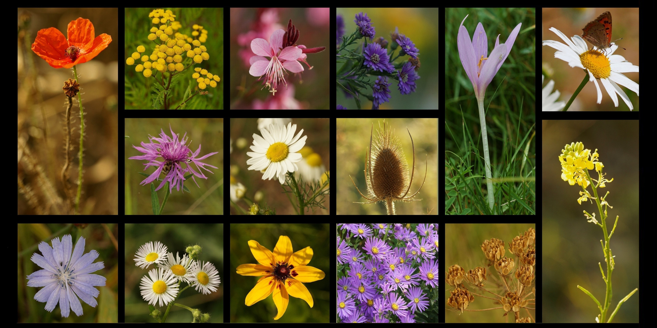 Herbstblumencollage