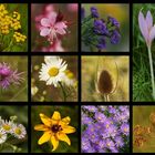 Herbstblumencollage