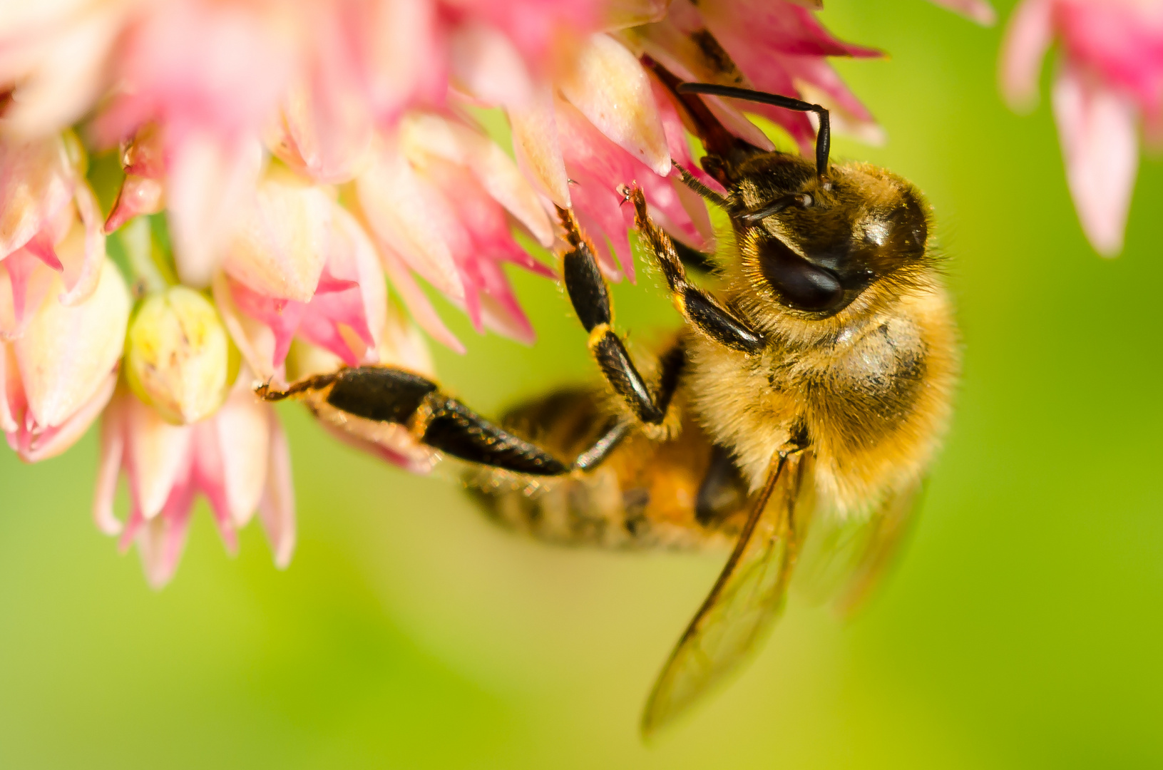 Herbstblumennektar schmeckt auch fein