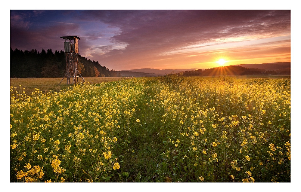 Herbstblumen_Reload