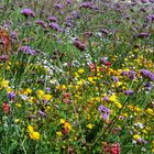 Herbstblumenwiese