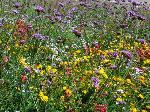 Herbstblumenwiese