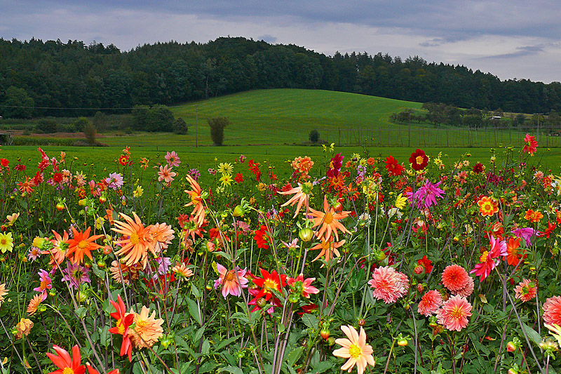 Herbstblumenwiese