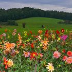 Herbstblumenwiese