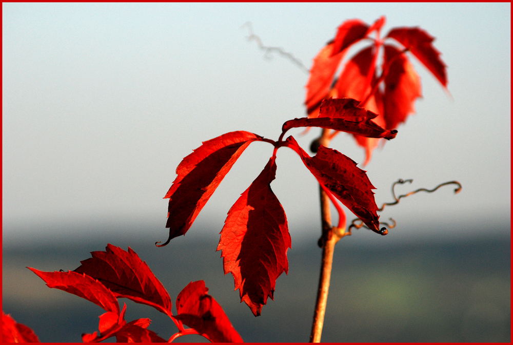 Herbstblut I