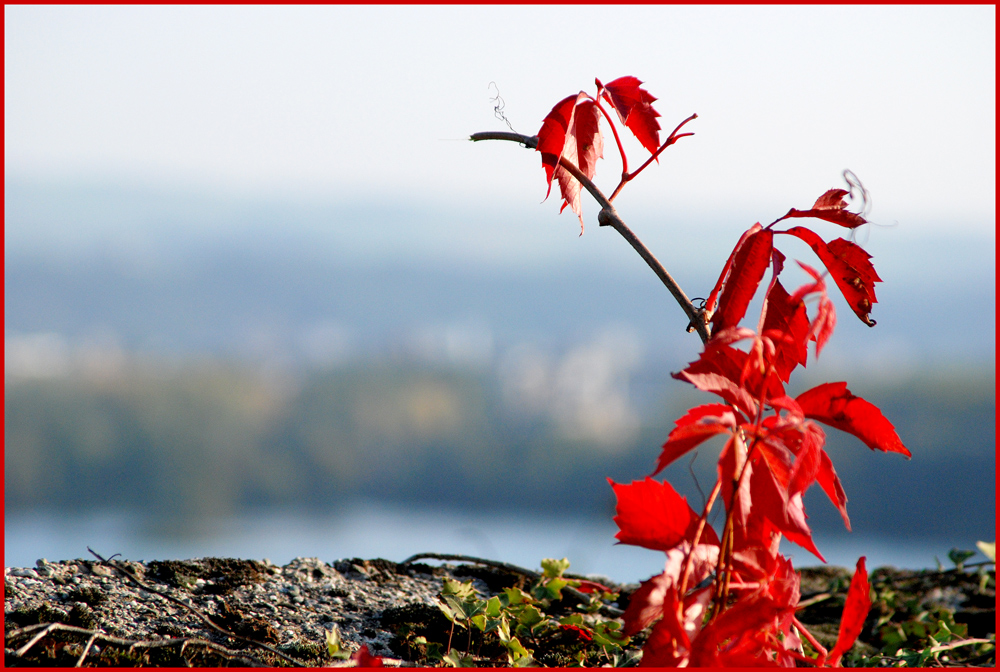 Herbstblut II