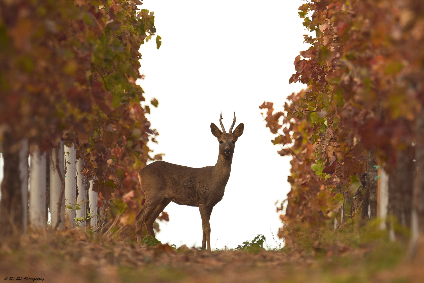 Herbstbock